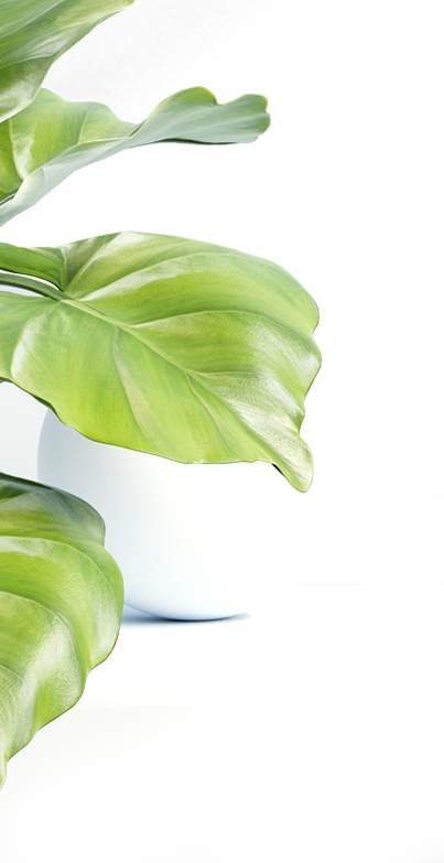 Mito Wellness